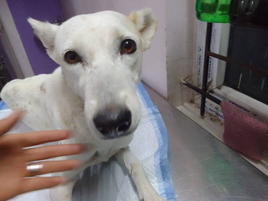 Kunti’s story: How we saved a stray dog with a twisted&nbsp;leg