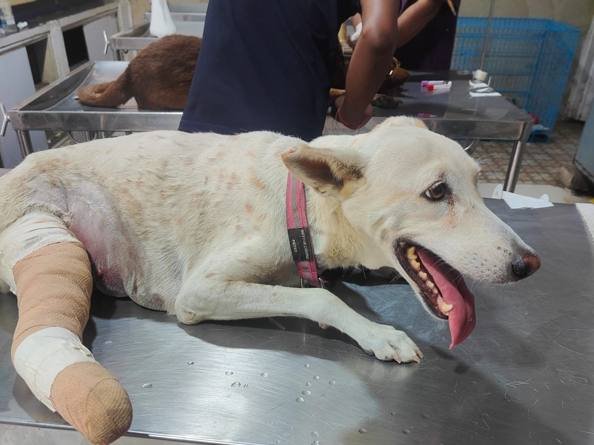 Kunti’s Story – Part 2: Handicapped dog’s unfortunate&nbsp;struggle!