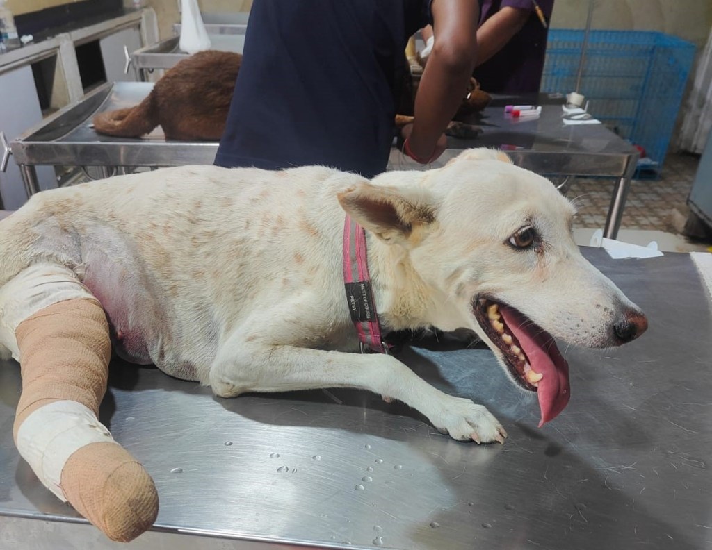 Kunti’s Story – Part 2: Handicapped dog’s unfortunate&nbsp;struggle!